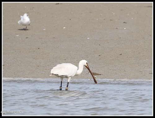 Spatule blanche